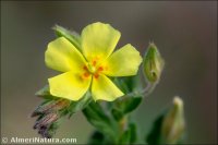 Helianthemum salicifolium