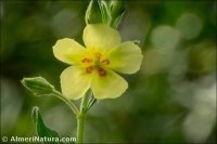 Helianthemum salicifolium