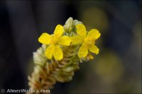 Helianthemum squamatum