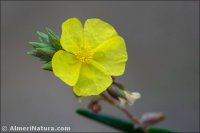 Helianthemum syriacum