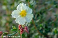 Helianthemum x
mariano-salvatoris