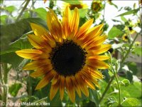 Helianthus annuus