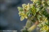 Herniaria fontanesii
subsp. almeriana