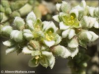 Herniaria fruticosa