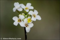 Hormathophylla longicaulis
