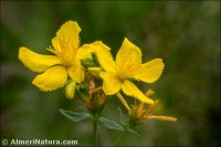 Hypericum perforatum