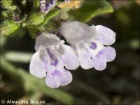 Acinos alpinus