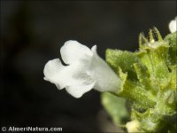 Acinos alpinus