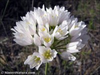 Allium roseum