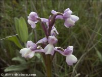 Anacamptis champagneuxii