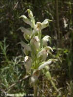 Anacamptis coriophora