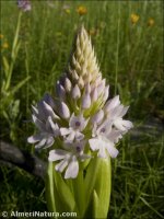 Anacamptis pyramidalis