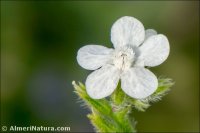 Anchusa azurea