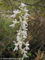 Androrchis mascula