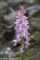 Androrchis mascula