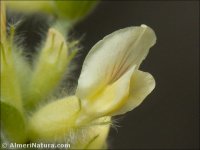 Anthyllis cytisoides