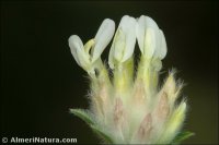 Anthyllis vulneraria
subsp. arundana