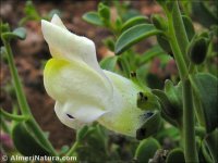 Antirrhinum charidemi