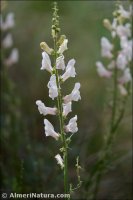Antirrhinum controversum
