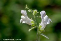 Antirrhinum hispanicum