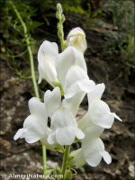 Antirrhinum litigiosum