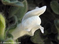 Antirrhinum mollissimum