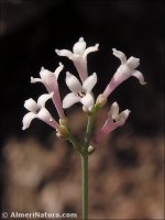 Asperula aristata
ssp scabra
