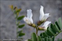 Astragalus longidentatus