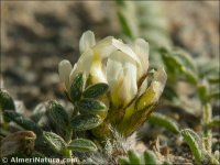 Astragalus sesameus