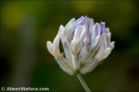 Astragalus vesicarius
