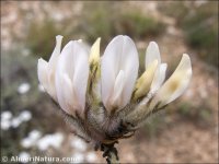 Astragalus vesicarius