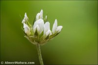Bituminaria bituminosa