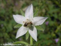 Borago officinalis