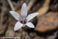 Campanula lusitanica