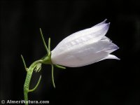 Campanula rotundifolia
ssp willkommii