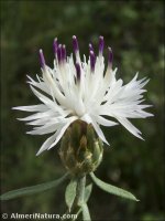 Centaurea aspera