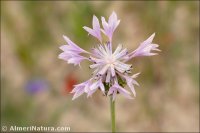 Centaurea depressa