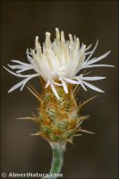 Centaurea pulvinata