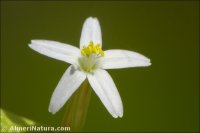 Centaurium quadrifolium