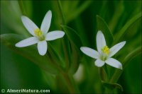 Centaurium tenuiflorum