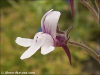 Chaenorhinum grandiflorum
ssp carthaginensis