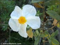 Cistus albidus