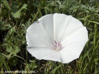 Convolvulus althaeoides