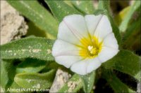 Convolvulus humilis