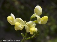 Coronilla juncea