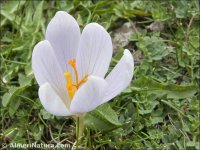 Crocus serotinus