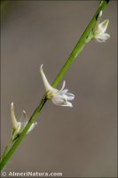 Delphinium gracile