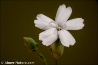 Dianthus brachyanthus