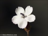 Dianthus brachyanthus