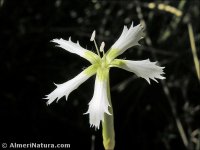 Dianthus lusitanus